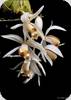 Coelogyne swaniana